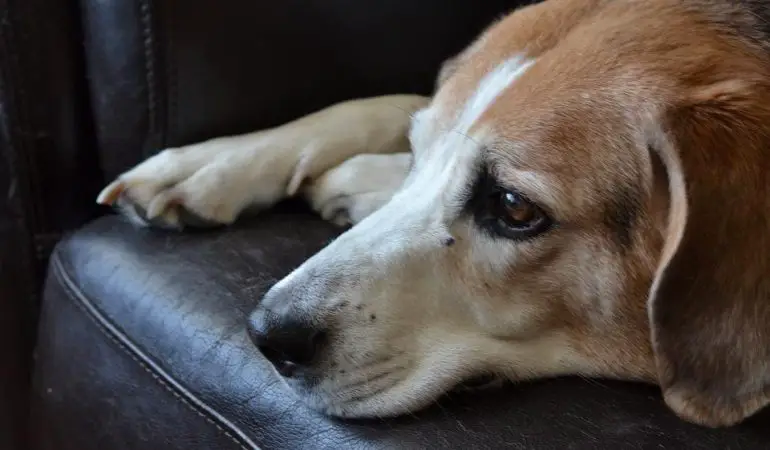 um cachorro deitado no sofá com dores por causa de uma gastrite aguda
