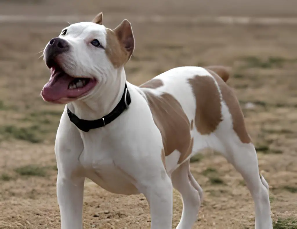 um cão que realizou uma cirurgia de retirada das cordas vocais.