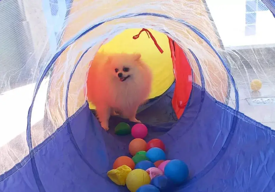 lulu da pomerânia brincando em um brinquedo de uma creche