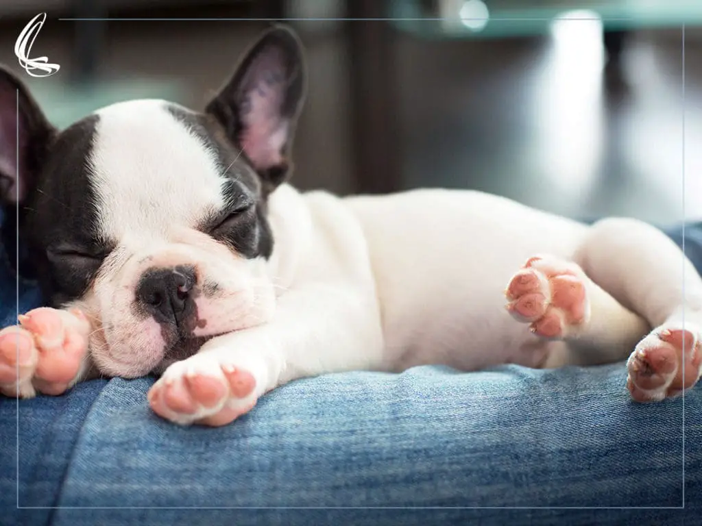um cachorro filhote deitado dormindo.