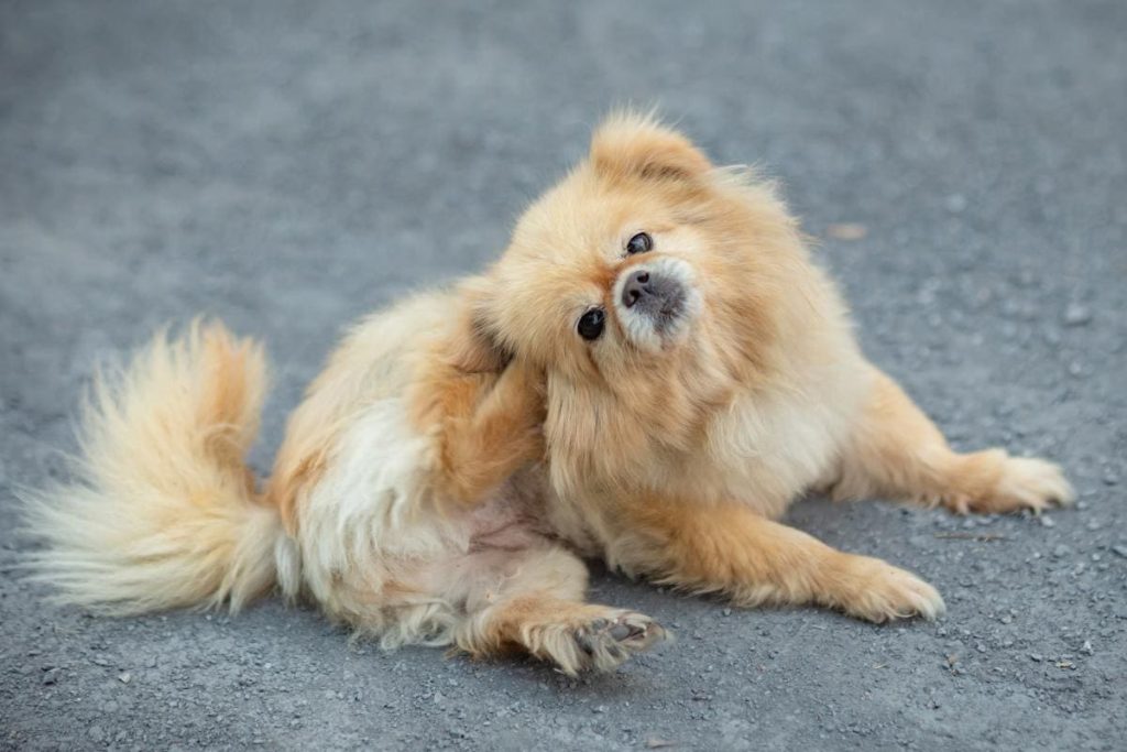 um lulu da pomerânia com coceiras atrás da orelha
