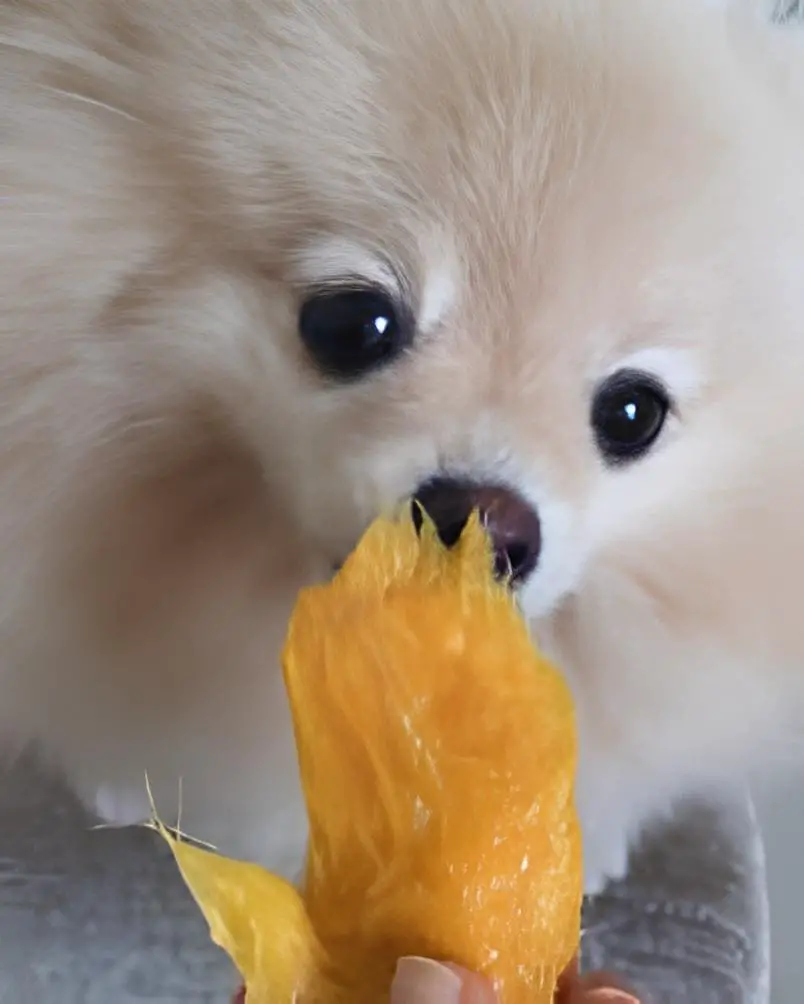 um lulu da pomerânia comendo uma manga