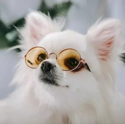 um lulu da pomerânia com um óculos de sol.