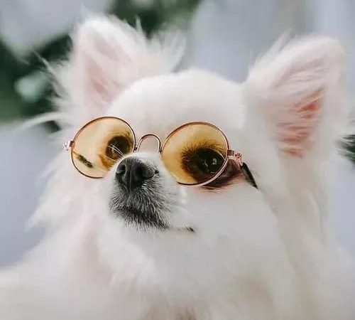 um lulu da pomerânia usando óculos de sol.