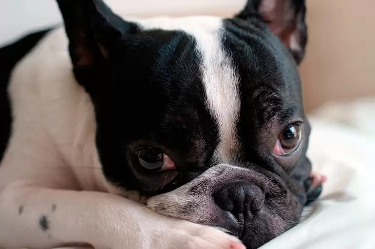 um Buldog francês deitado descansando.