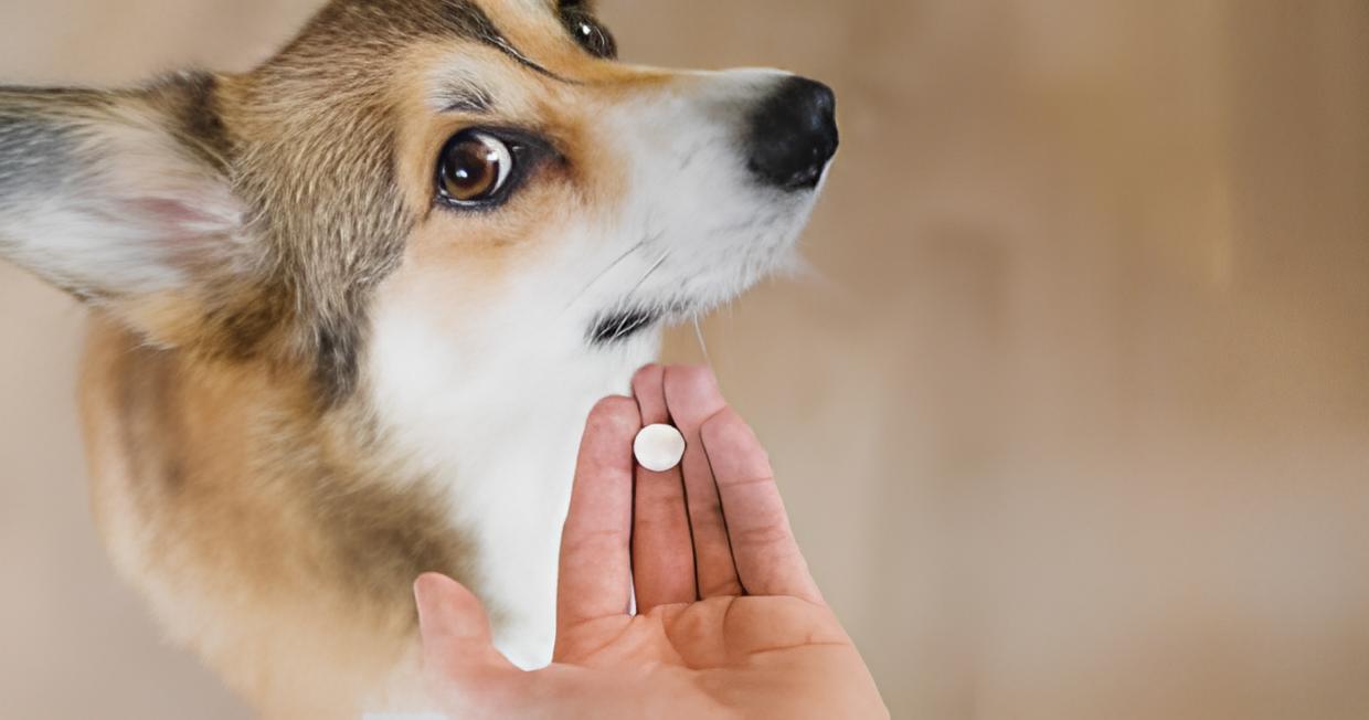 um cão tomando medicação