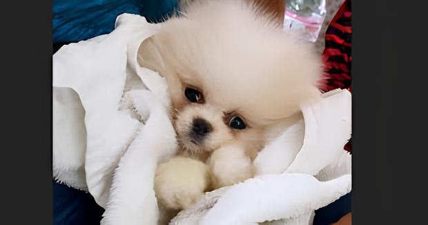 um lulu da pomerânia doente