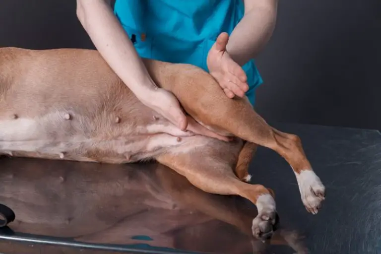um cão passando por uma sessão de fisioterapia com um profissional da área, após ficar com paralisia