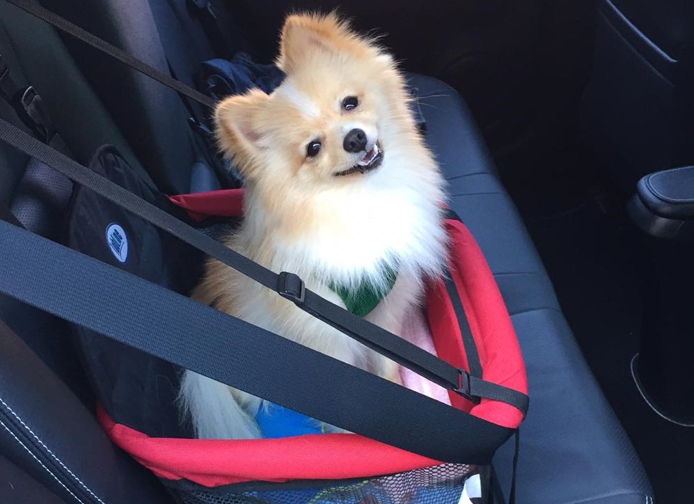 um lulu d apomerânia sendo transportado em um carro no banco de trás em uma cadeirinha.
