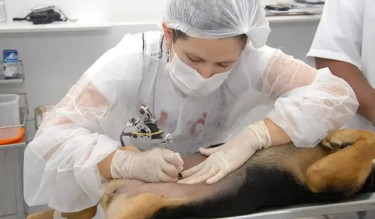 um cão realizando um cirurgia de castração.
