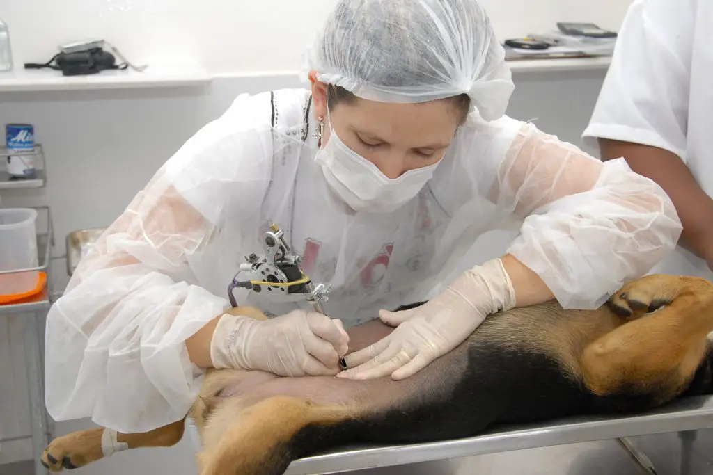 um cão fazendo cirurgia de castração