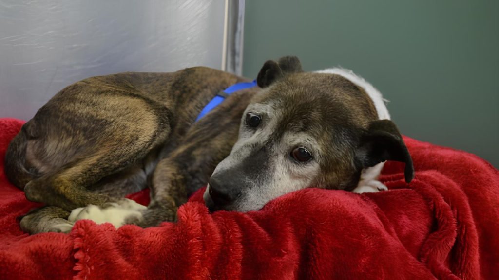 um cachorro idoso deitado