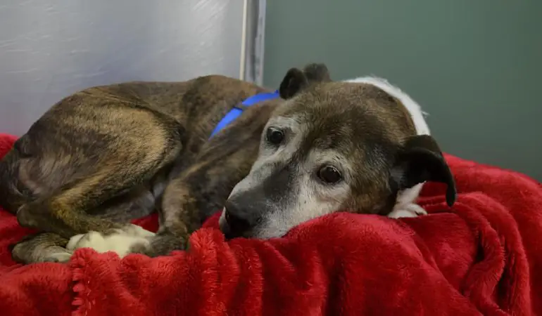 uma cadela deitada em sua cama descansando