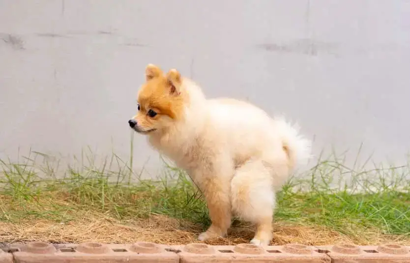 lulu da pomerânia evacuando fezes com sangue.