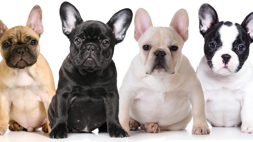 vários filhotes de cachorro lado a lado.