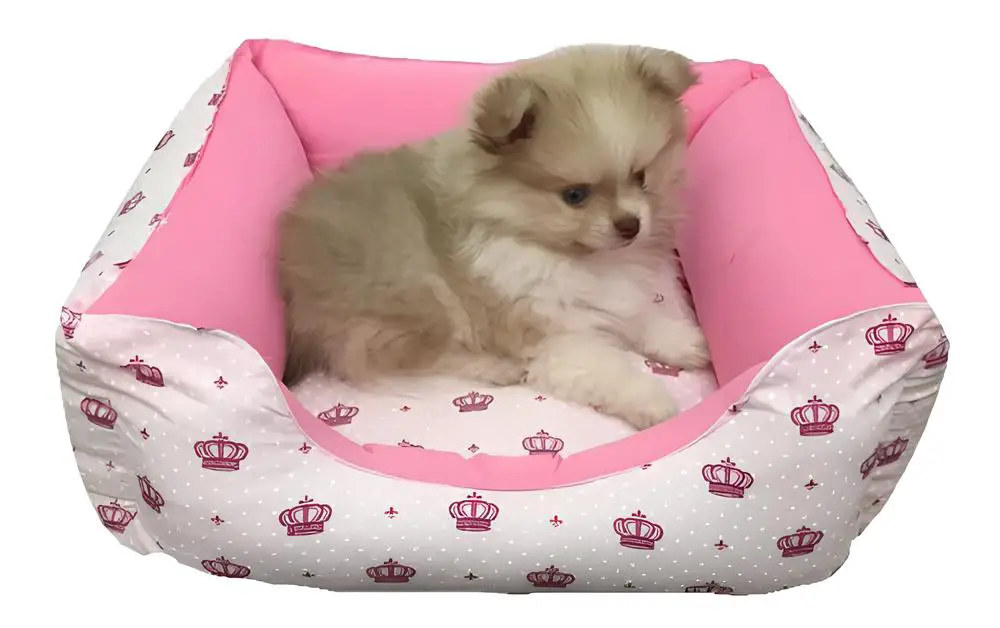 um lulu da pomerânia em sua caminha pet descansando.
