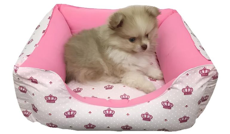 um lulu da pomerânia descansando em uma caminha pet.