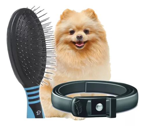 lulu da pomerânia, com uma coleira anti pulgas e uma escova de pelos.