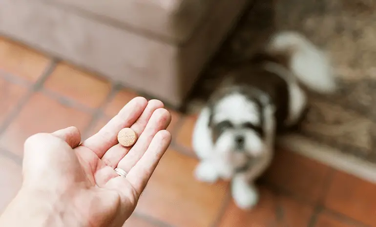um pessoa segurando um comprimido de paracetamol e ao fundo um cachorro.