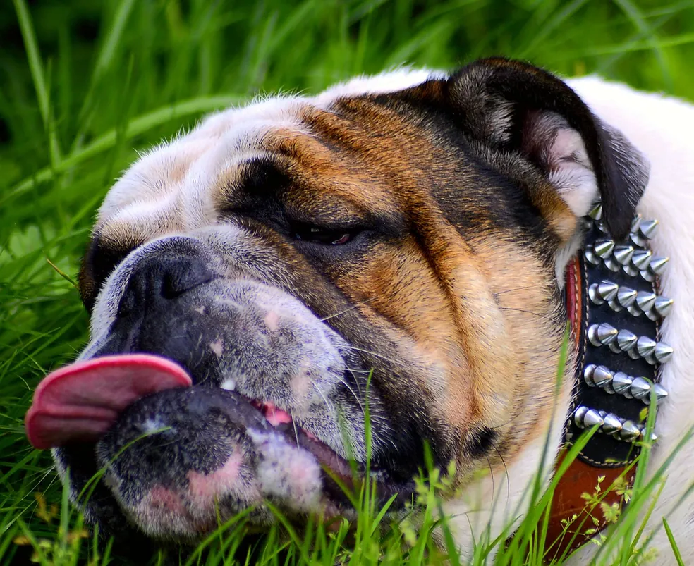 um cachorro deitado em um gramado se sentindo cansado com a língua de fora.