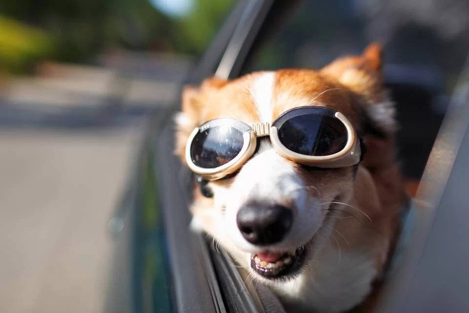um cachorro sentado no banco da frente de um carro, com a cabeça pra fora do veículo e com um óculos de sol