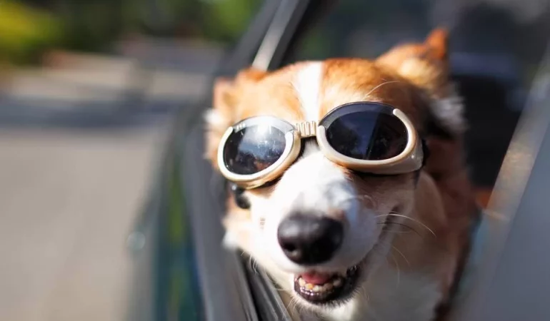 um cachorro sentado em um banco da frente de um carro com a cabeça pra fora tomando um vento.