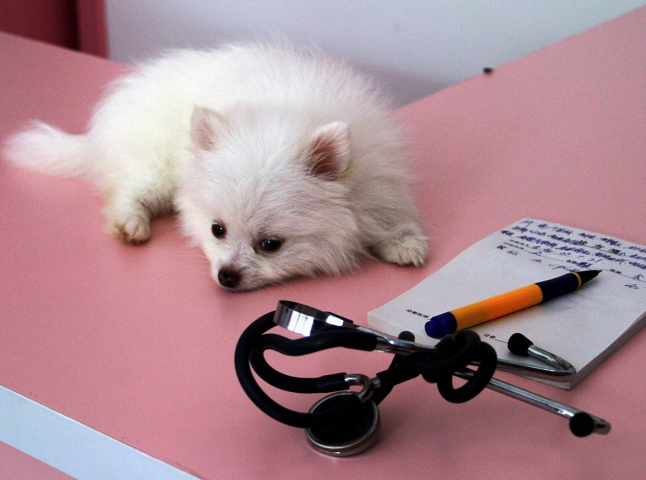 um cachorro da raça lulu da pomerânia em um consultório veterinário com uma doença de Mielopatia Degenerativa