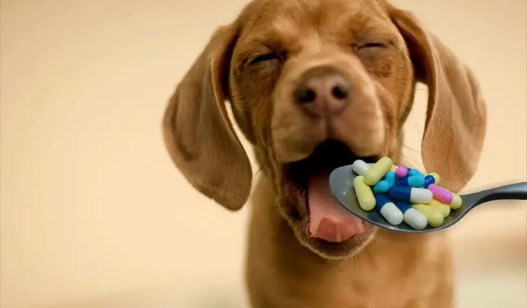 um cão recendo remédios em capsulas em uma colher por sua tutora.