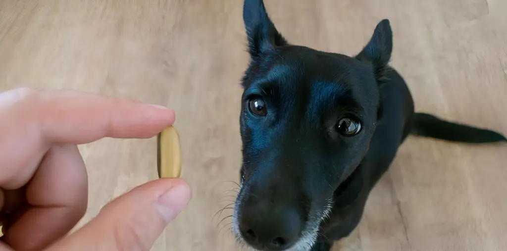 uma pessoa segurando um comprimido de ômega 3 e um cachorro olhando sentado.