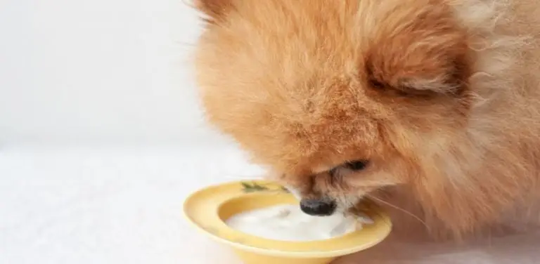 um lulu da pomerânia comendo iogurte natural