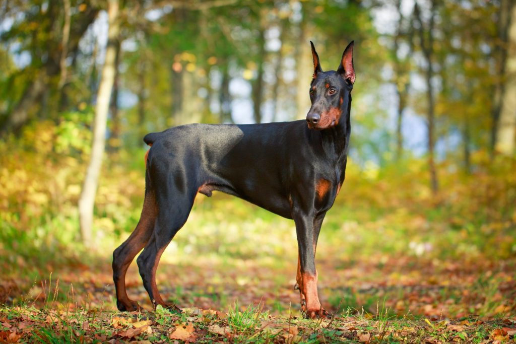um cão da raça doberman