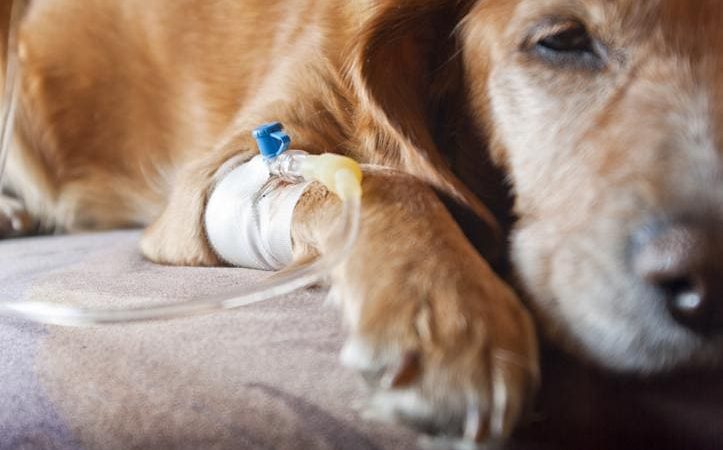 um cachorro deitado toamando medicação para tratamento de um câncer.