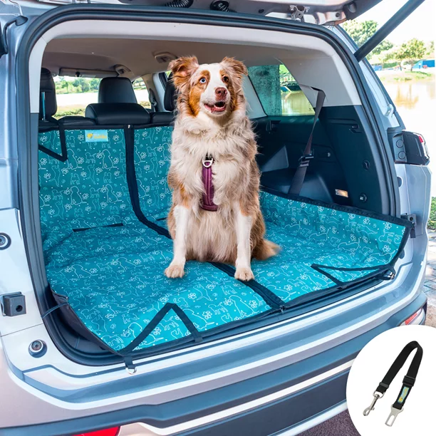 um cão no porta malas de um carro.