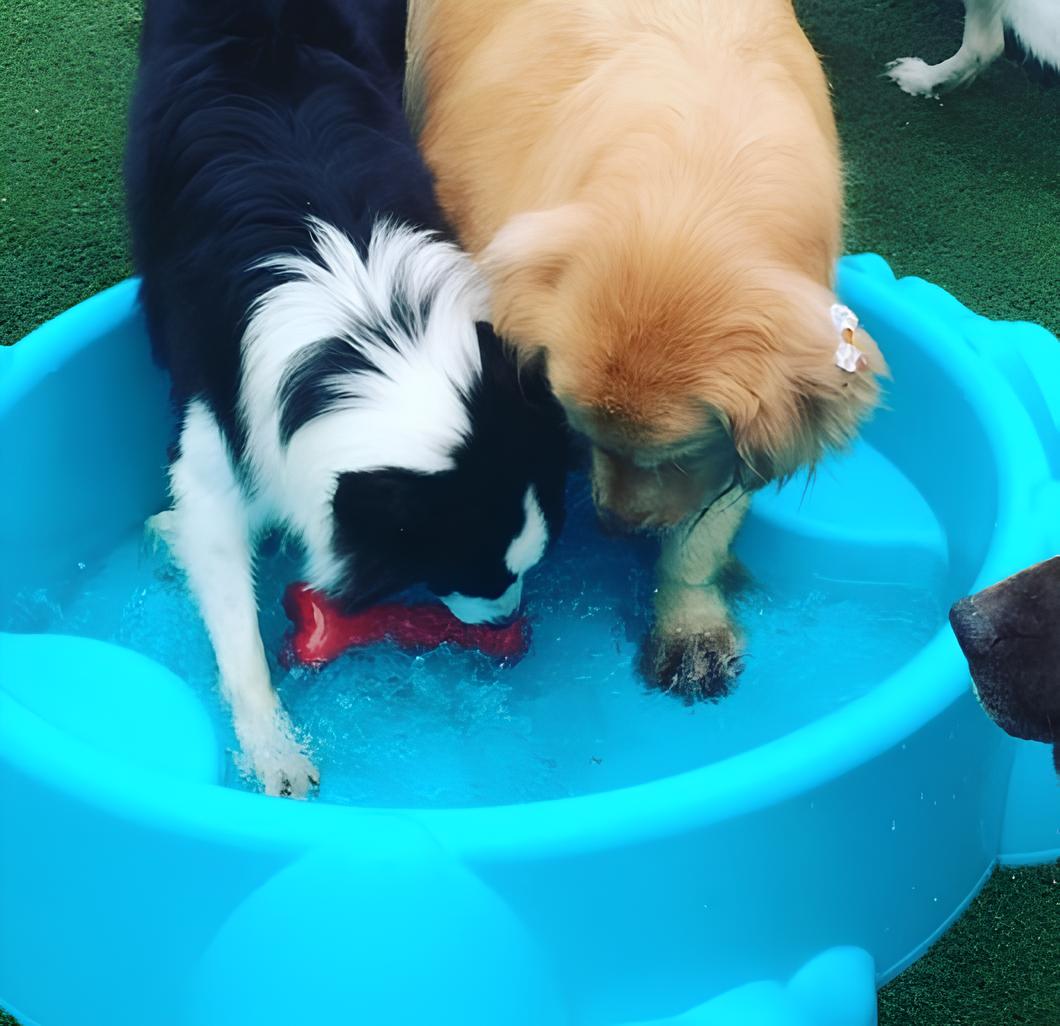 dois cães brincando dentro de uma piscina para cachorros