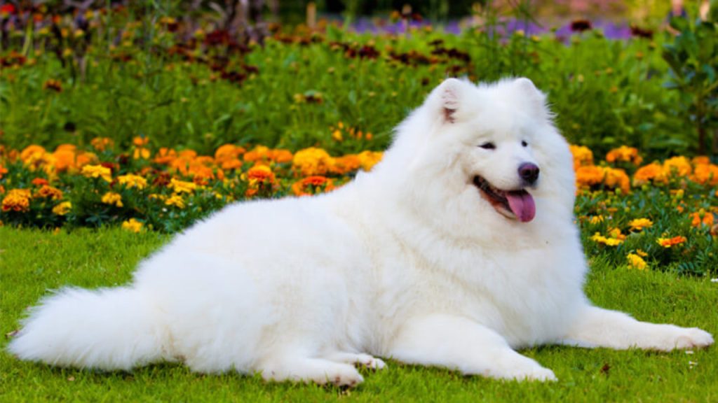 um cachorro branco deitado em um gramado descansando