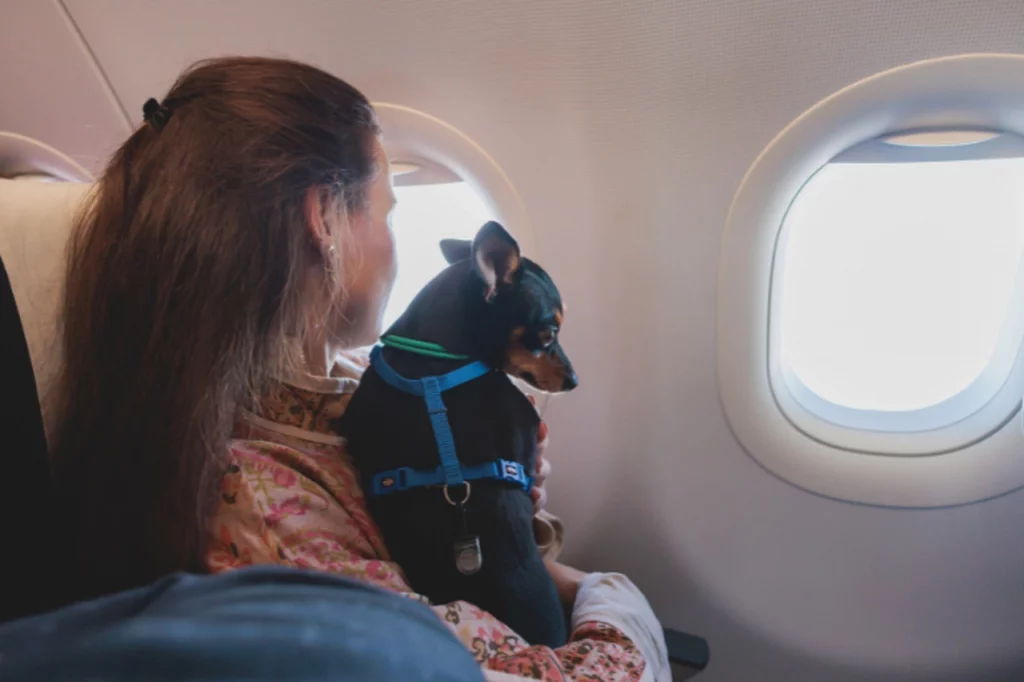 um mulher com seu cachorro no calo em uma viagem de avião 