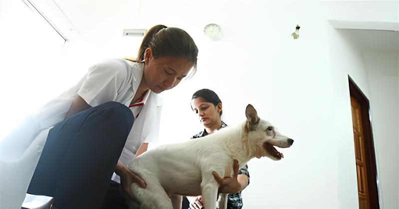 um cachorro fazendo uma sessão de fisioterapia acompanhada pela sua tutora.