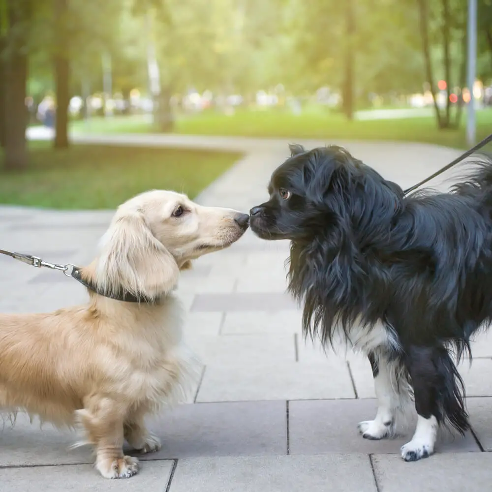 dois cães namorando em uma praça.