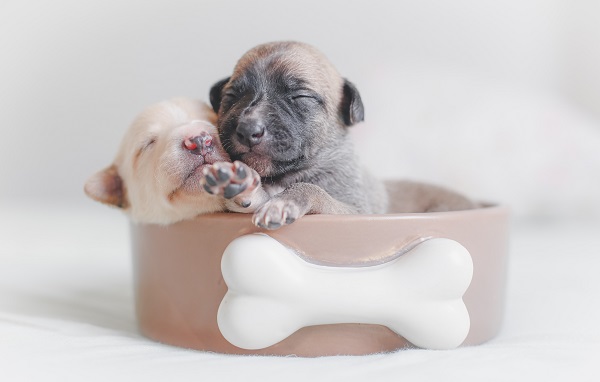 dois cães dentro de uma bacia, ambos ainda não abriram os olhos