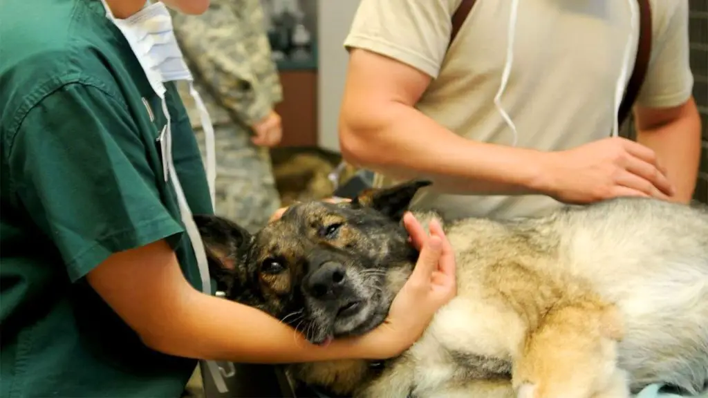 um cachorro entrando em cirurgia para retirada de um câncer.