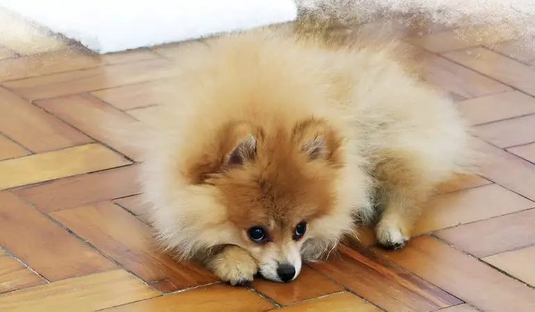 um lulu da pomerânia em um chão triste chorando.