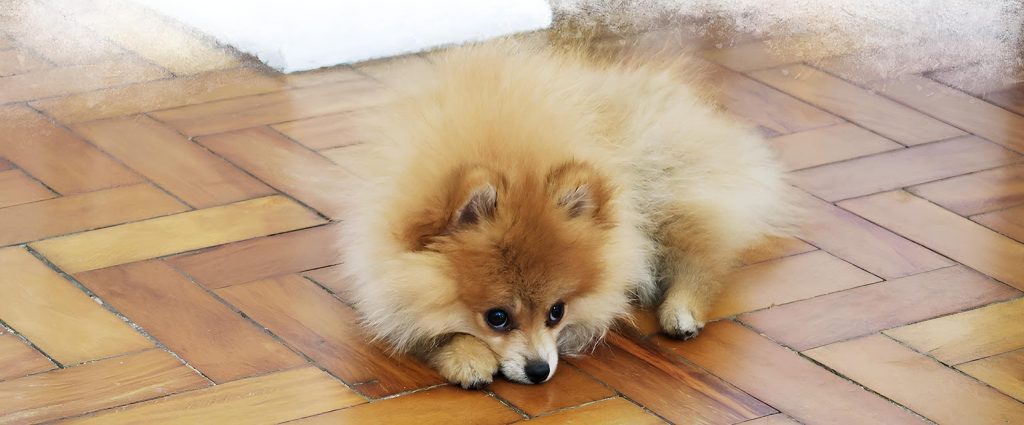 um lulu da pomerânia triste 