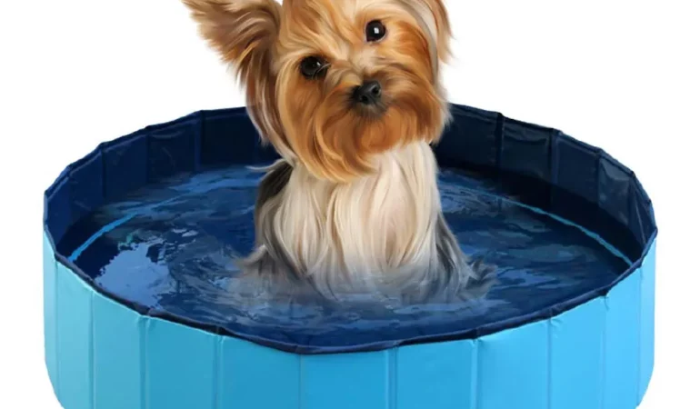 um cachorro se refrescando dentro de uma piscina para cães.