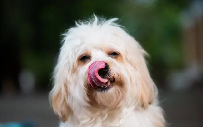 um cachorro com a lingua de fora.