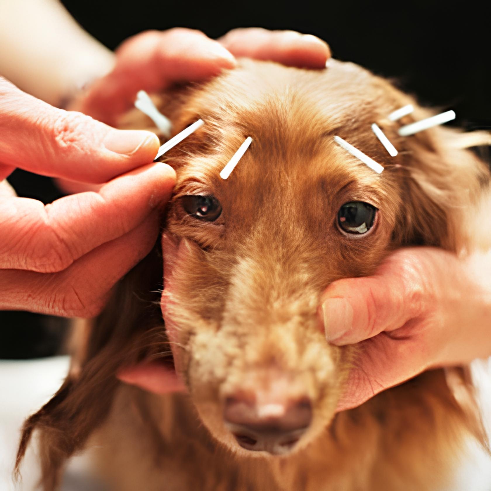 um cão fazendo acupuntura