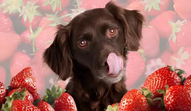 um cachorro com vários morangos em sua frente