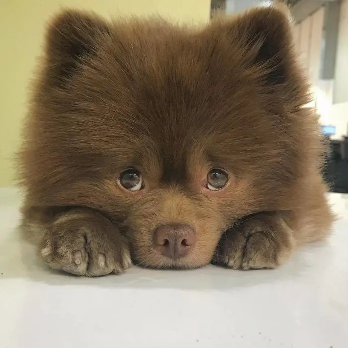 um cachorro da raça lulu da pomerânia em um cão deitado com a saúde mental afetada