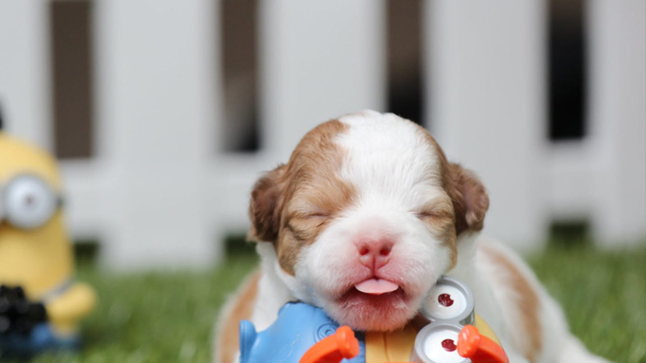 um filhote recem nascido com olhos fechados