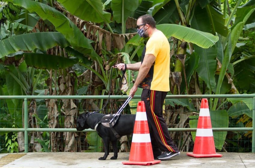um cão guia sendo treinado por seu tutor.