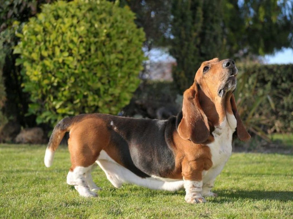 raça de cachorro basset hound ideal para criança.